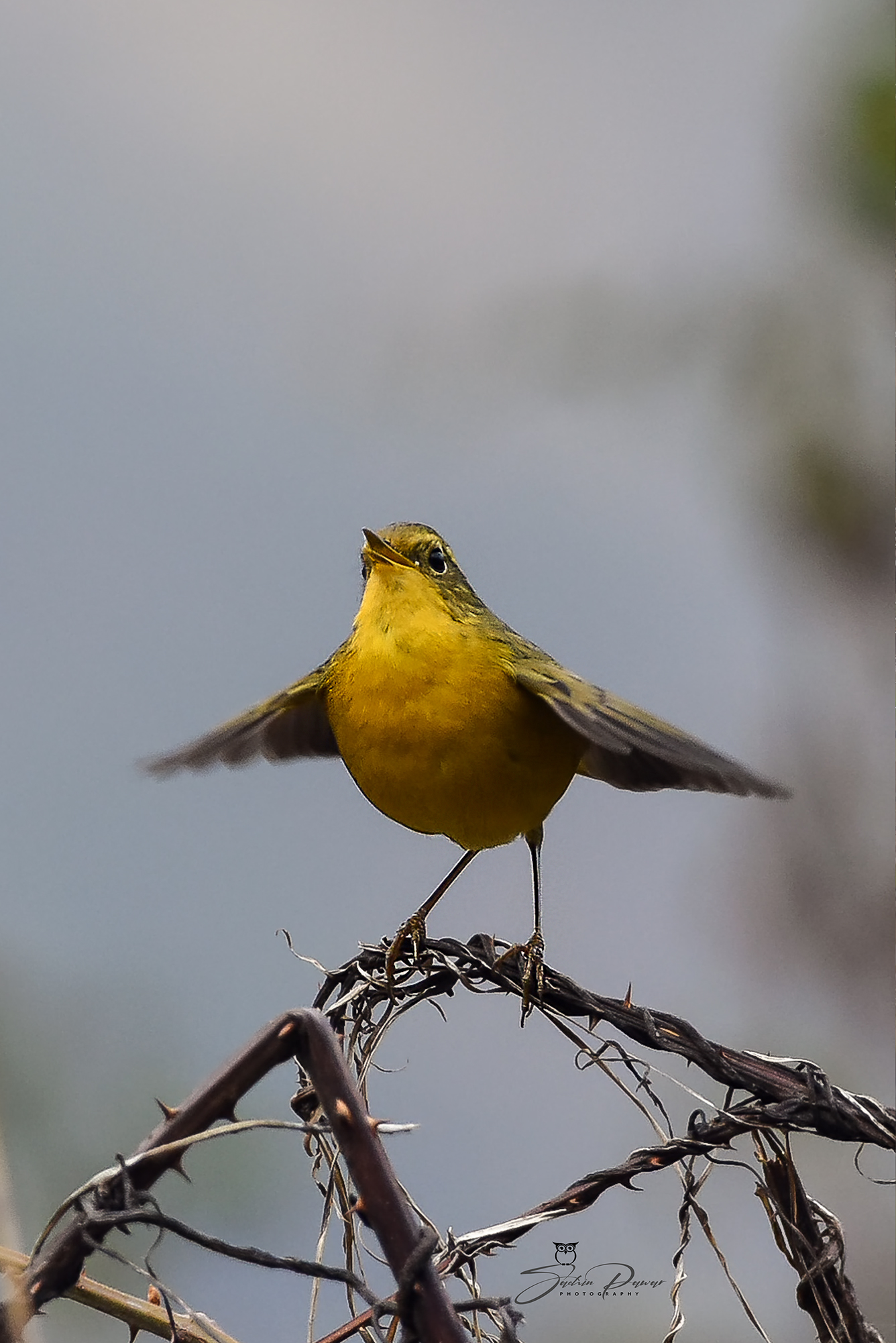 Perching Birds